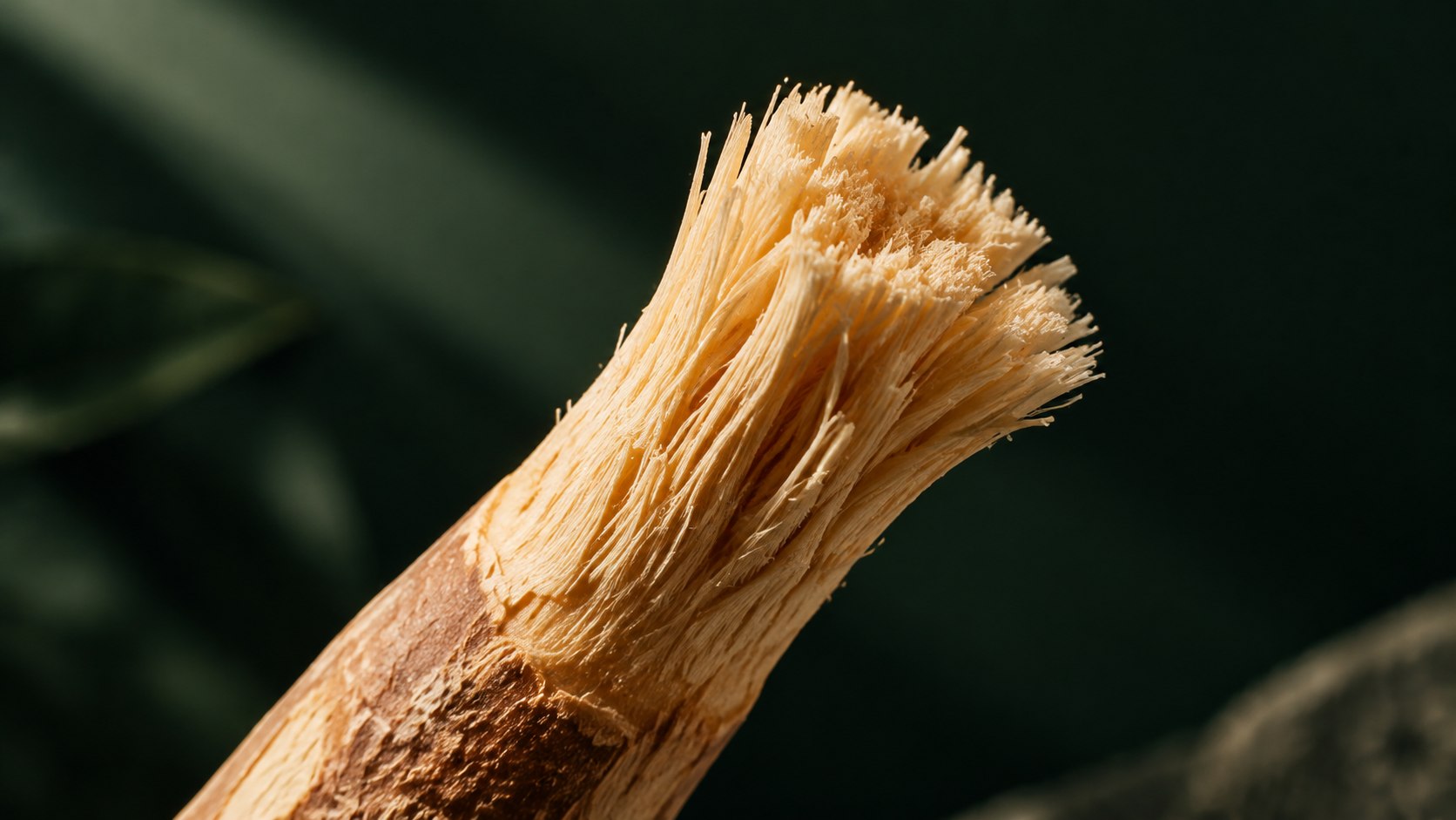 Gros plan sur les fibres naturelles du siwak